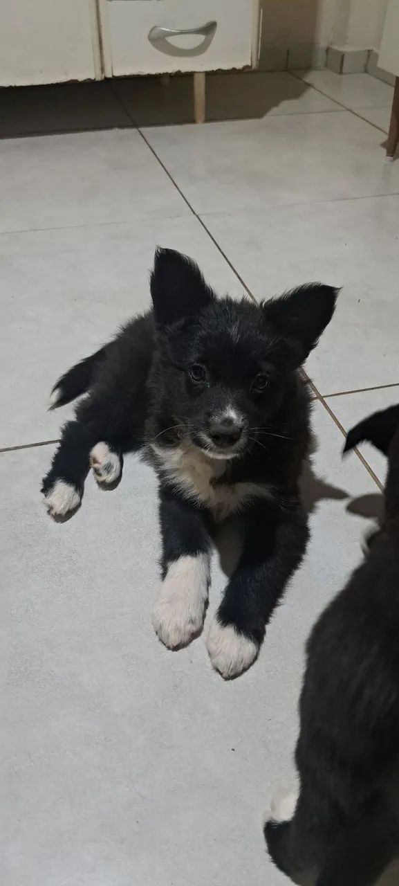 Bolder collie 
