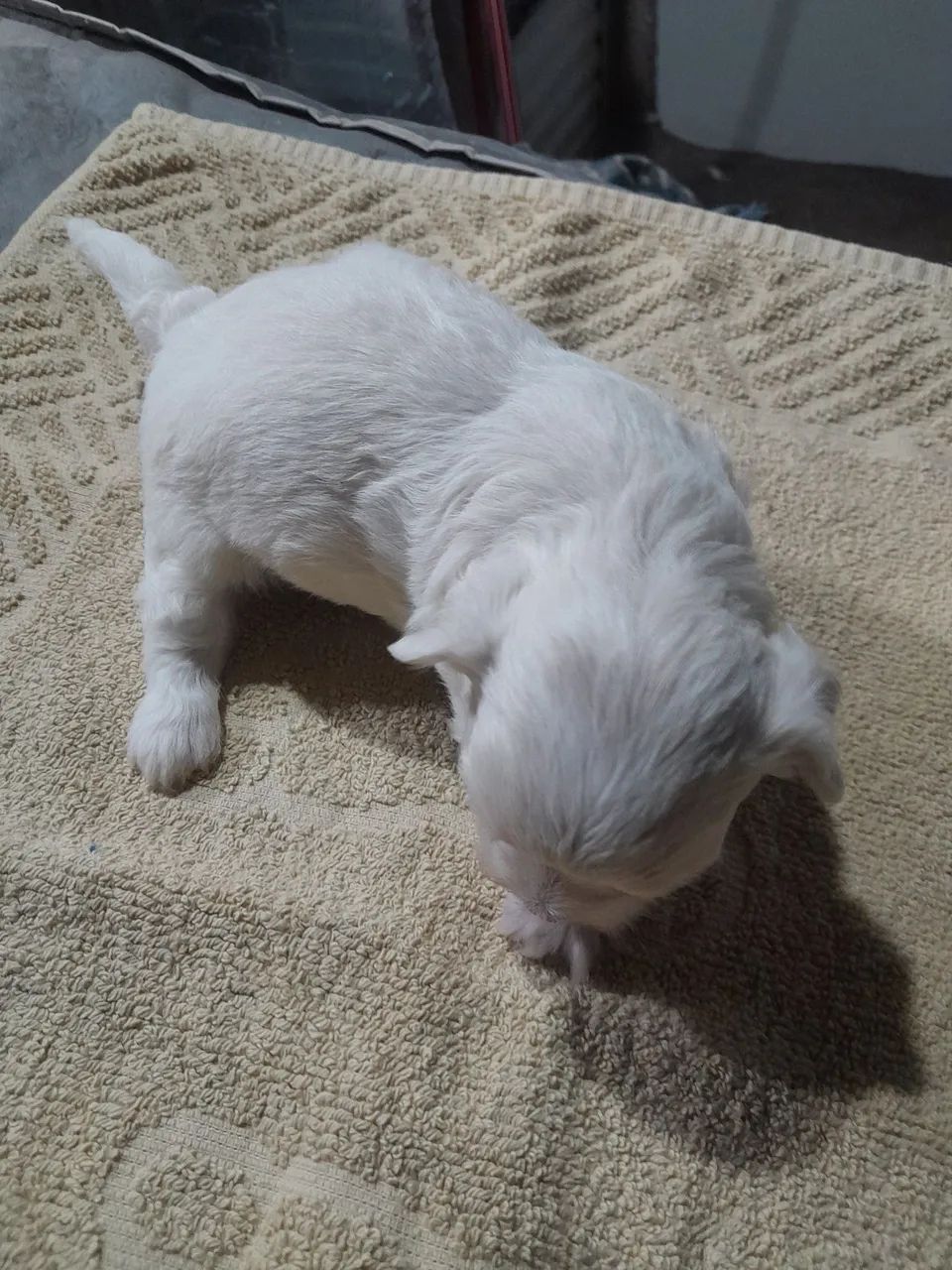Maltês 