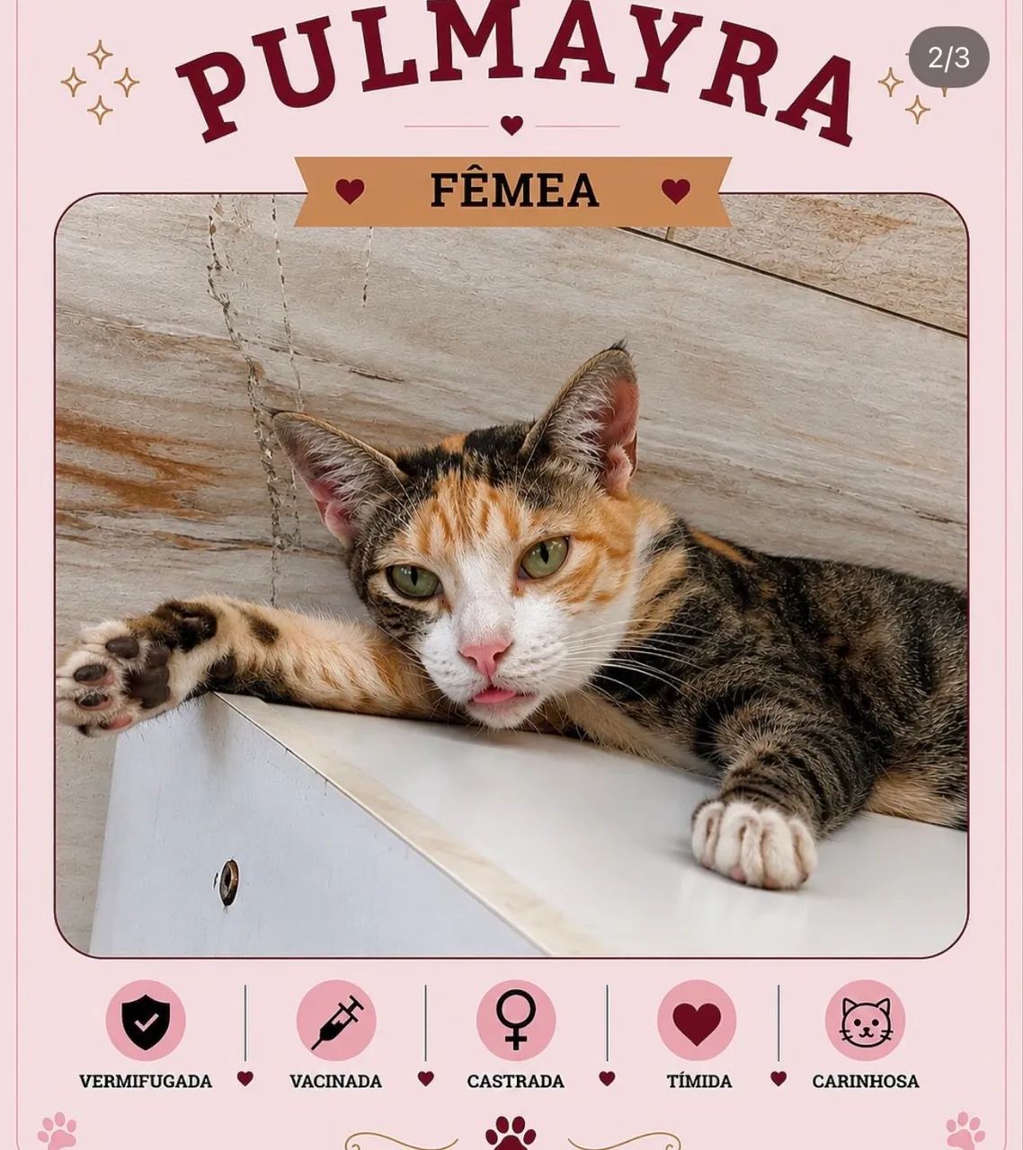 Gata para adoção  - Foto 2