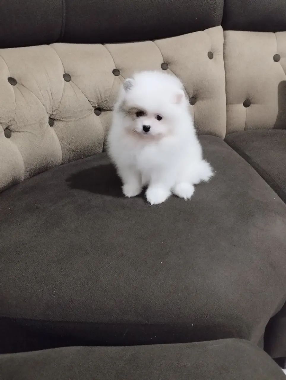 Spitz machinho branco  - Foto 2