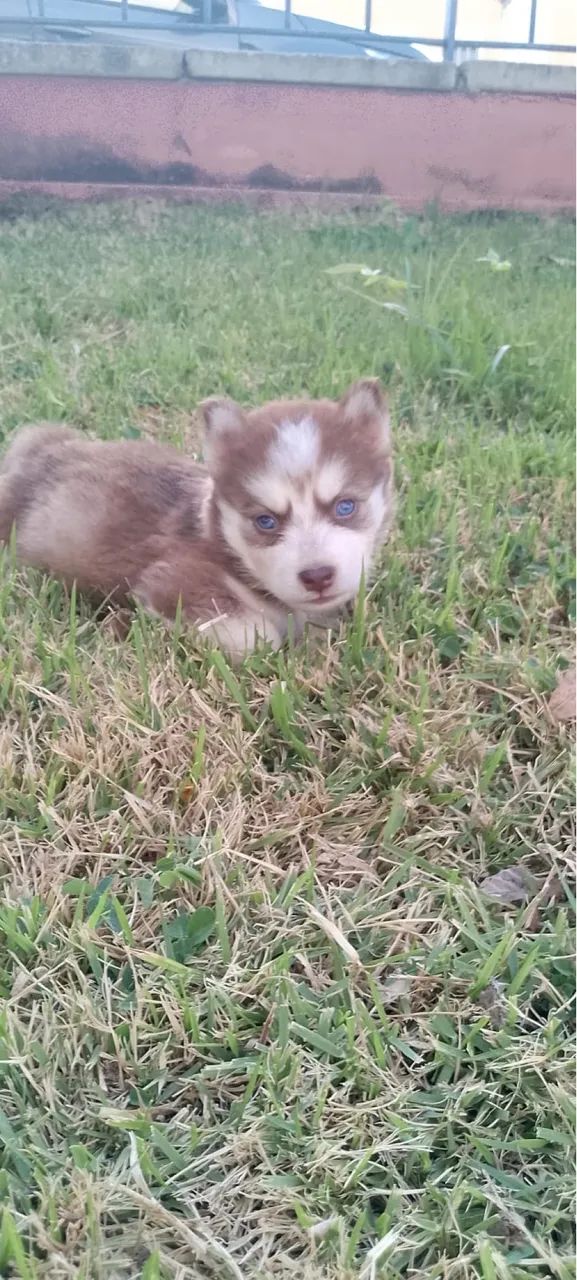 Husky siberiano  - Foto 5