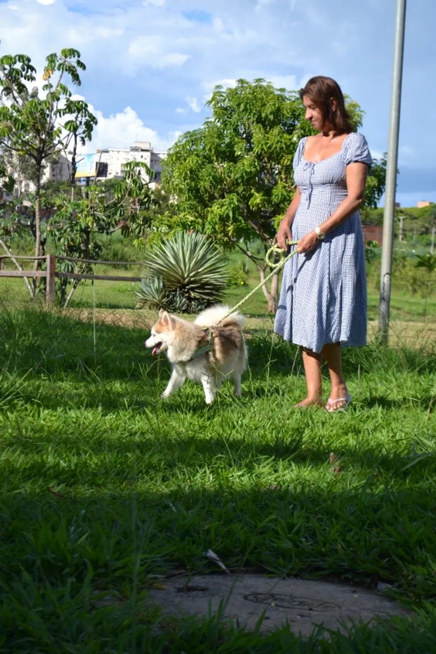 pomsky legitimos  - Foto 3
