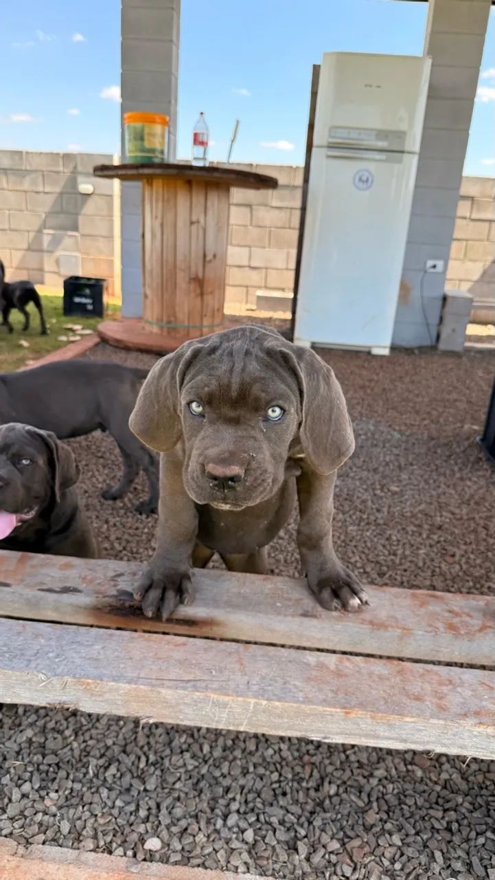 Filhotes de Cane Corso - Foto 2