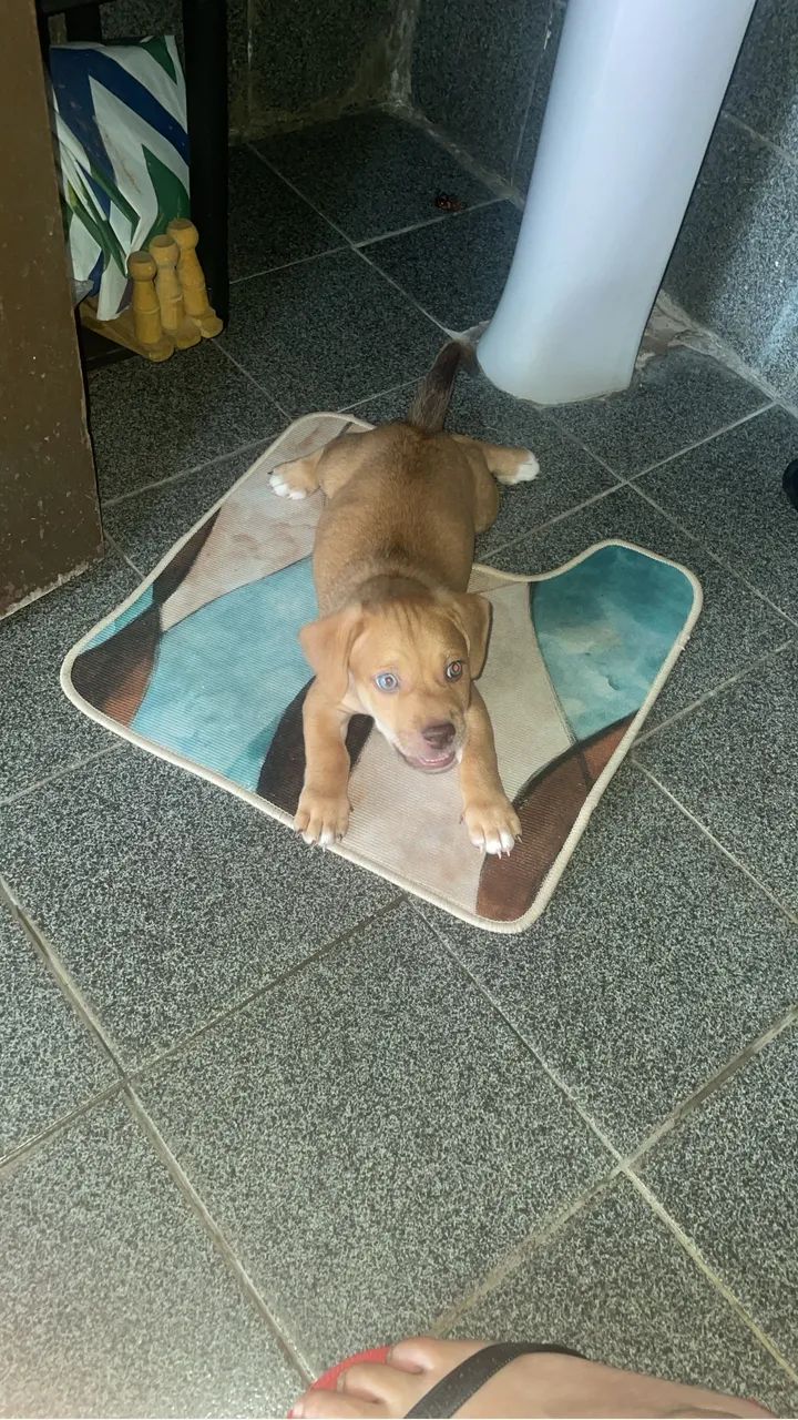 Cachorro  - Foto 5