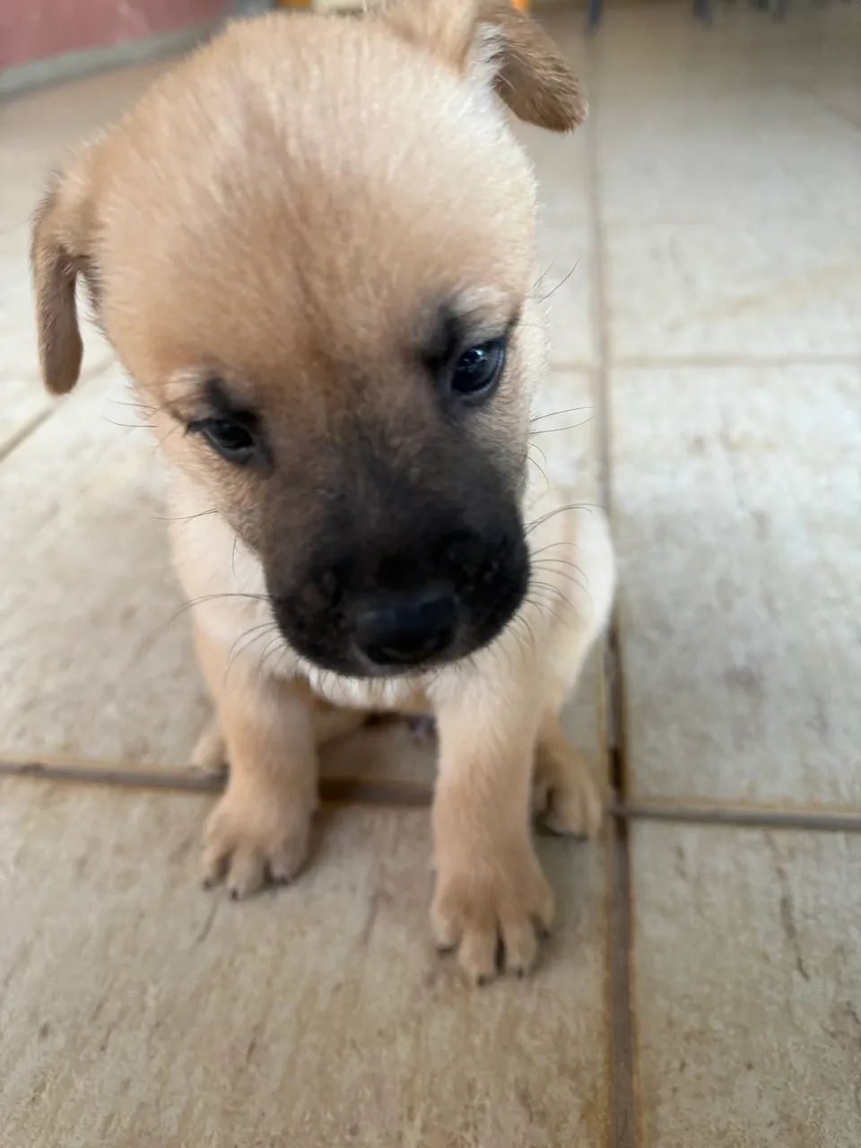 Filhote cachorro - Foto 3
