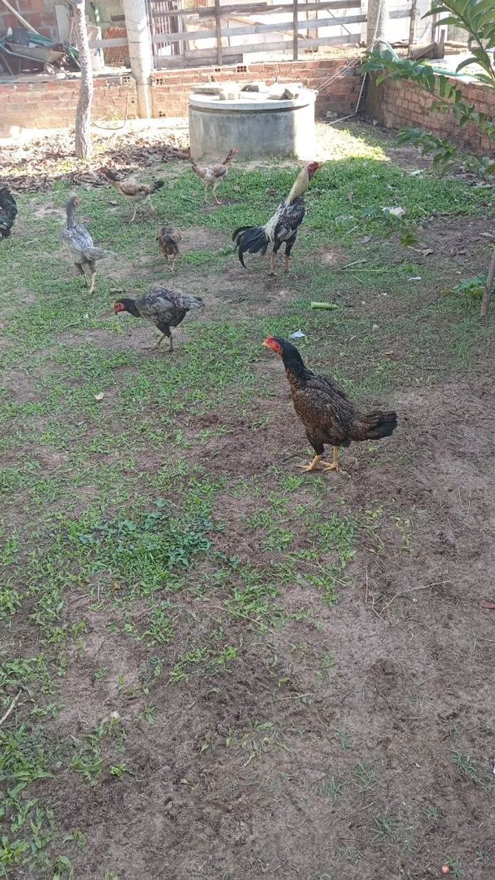 Galinha e galo pato  - Foto 4