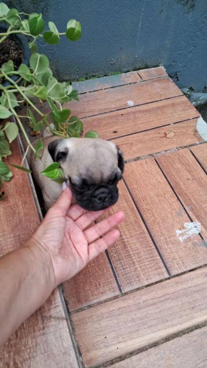 Pug macho - Foto 5