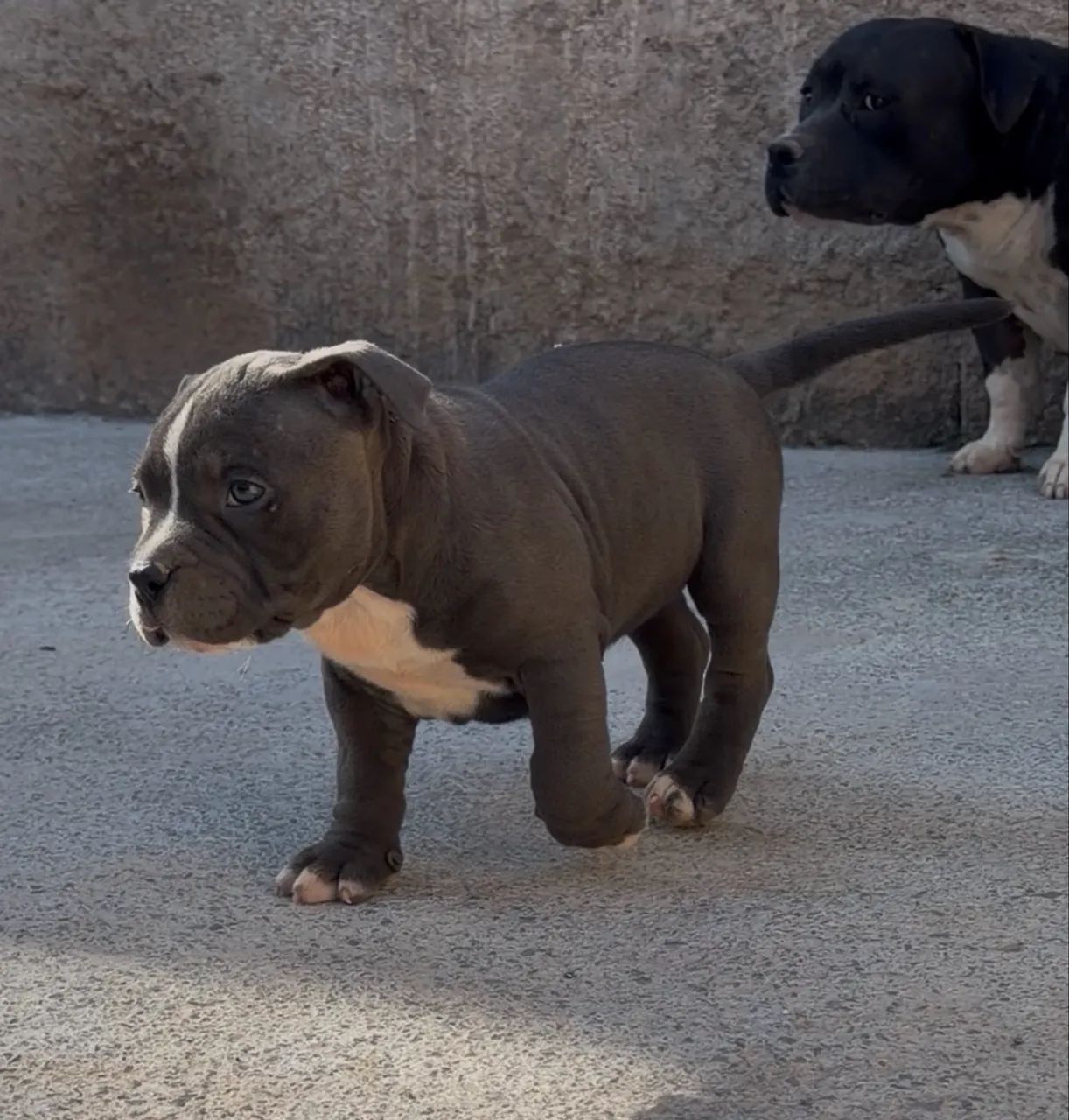 American bully - Foto 5