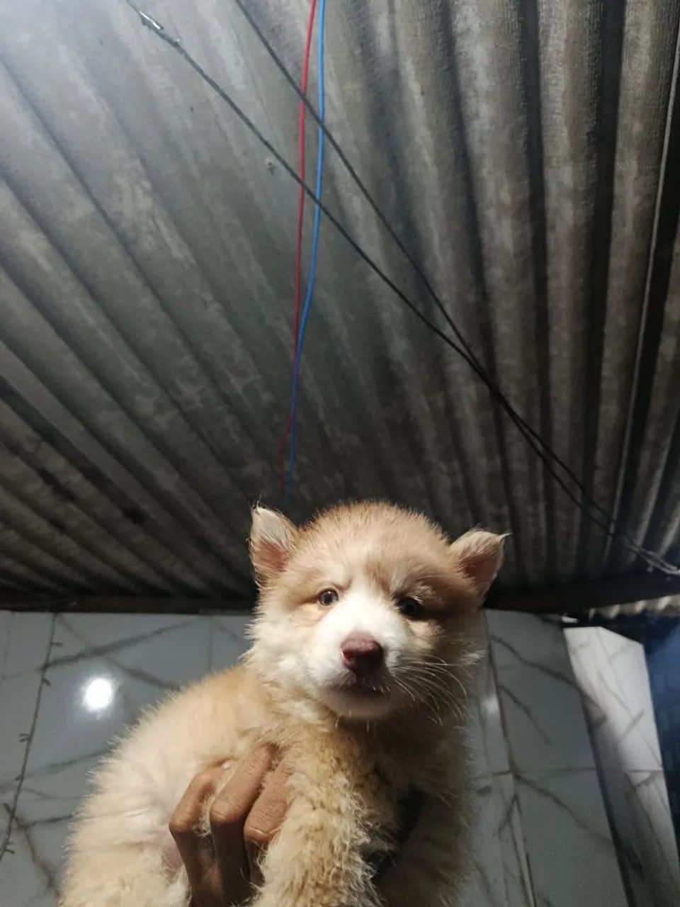 husky siberiano - Foto 5