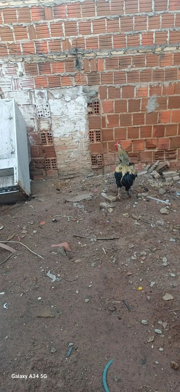 Galo  - Foto 2