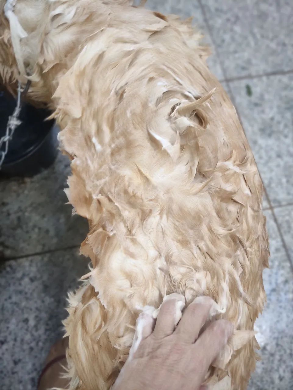 Dojuá spa care xampoo para pets - Foto 4