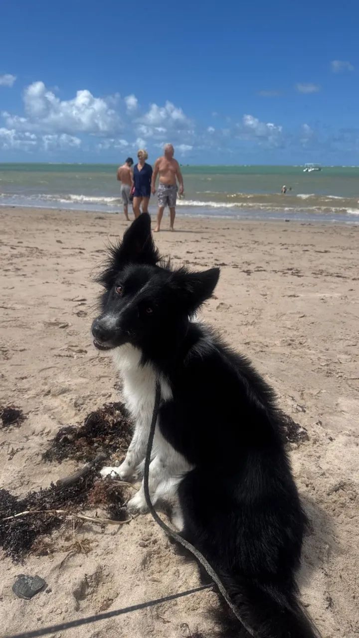 Procura-se um namorado - Foto 2