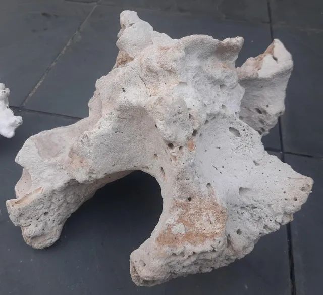 Corais e rochas naturais (peças grandes e raras) - Foto 2