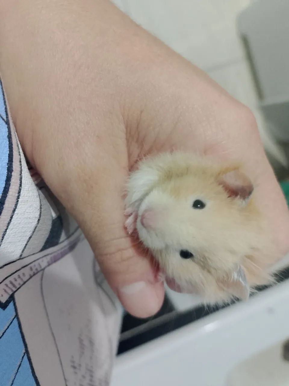 Hamster sírio com gaiola  - Foto 2