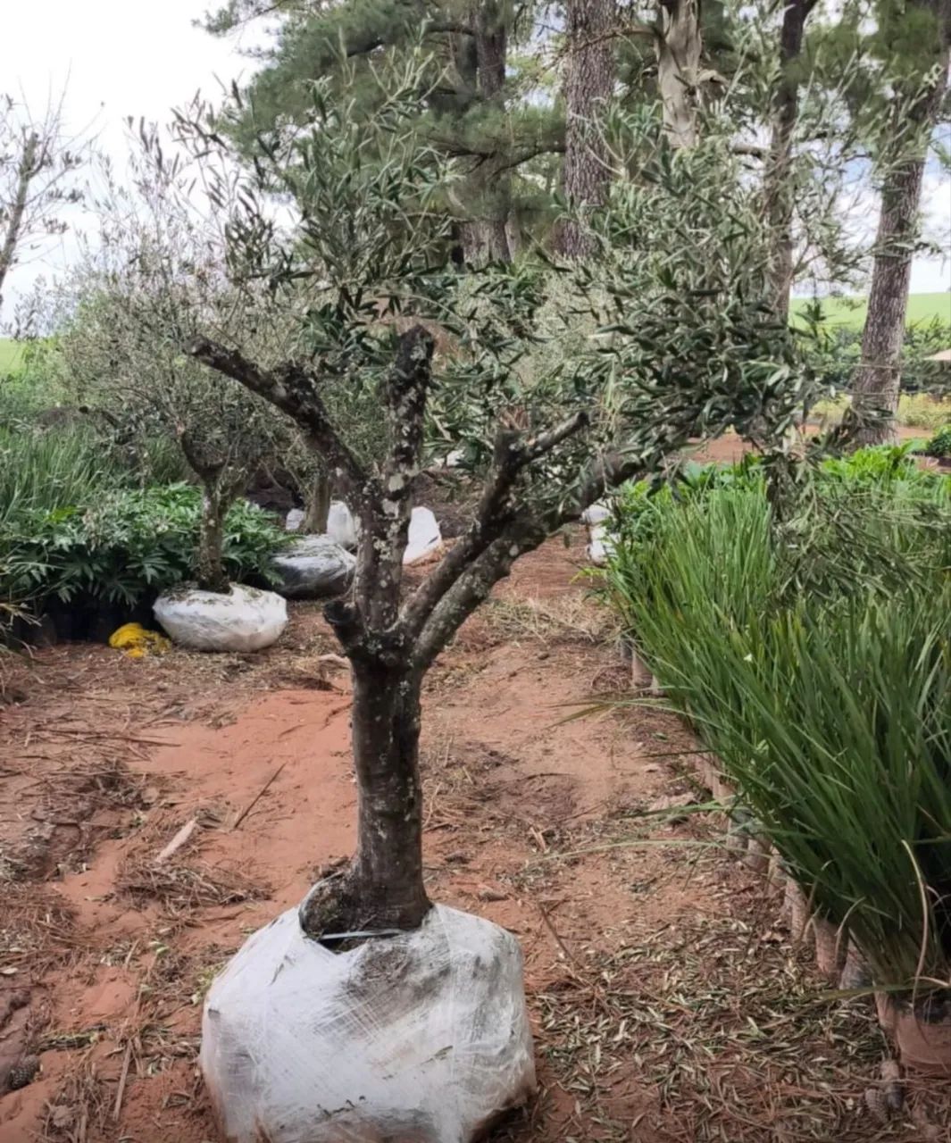 Oliveira - Foto 2