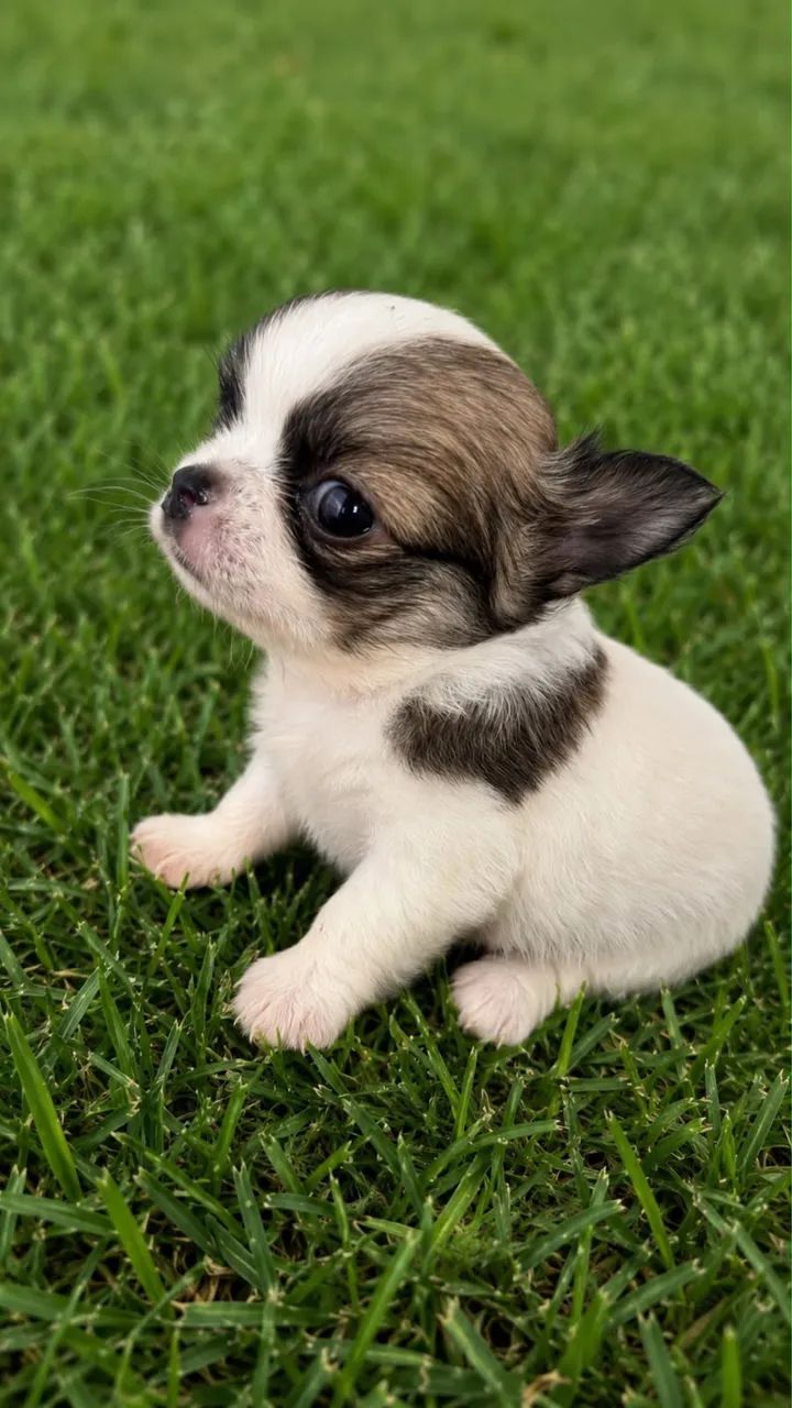 Chihuahua 
