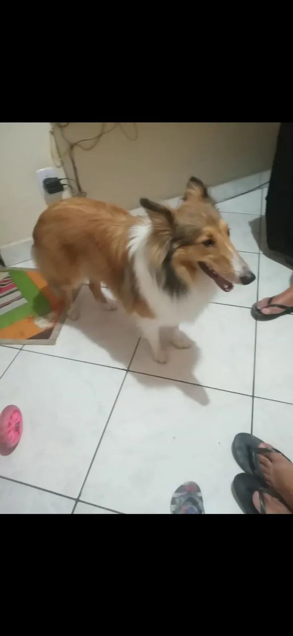 Collie 