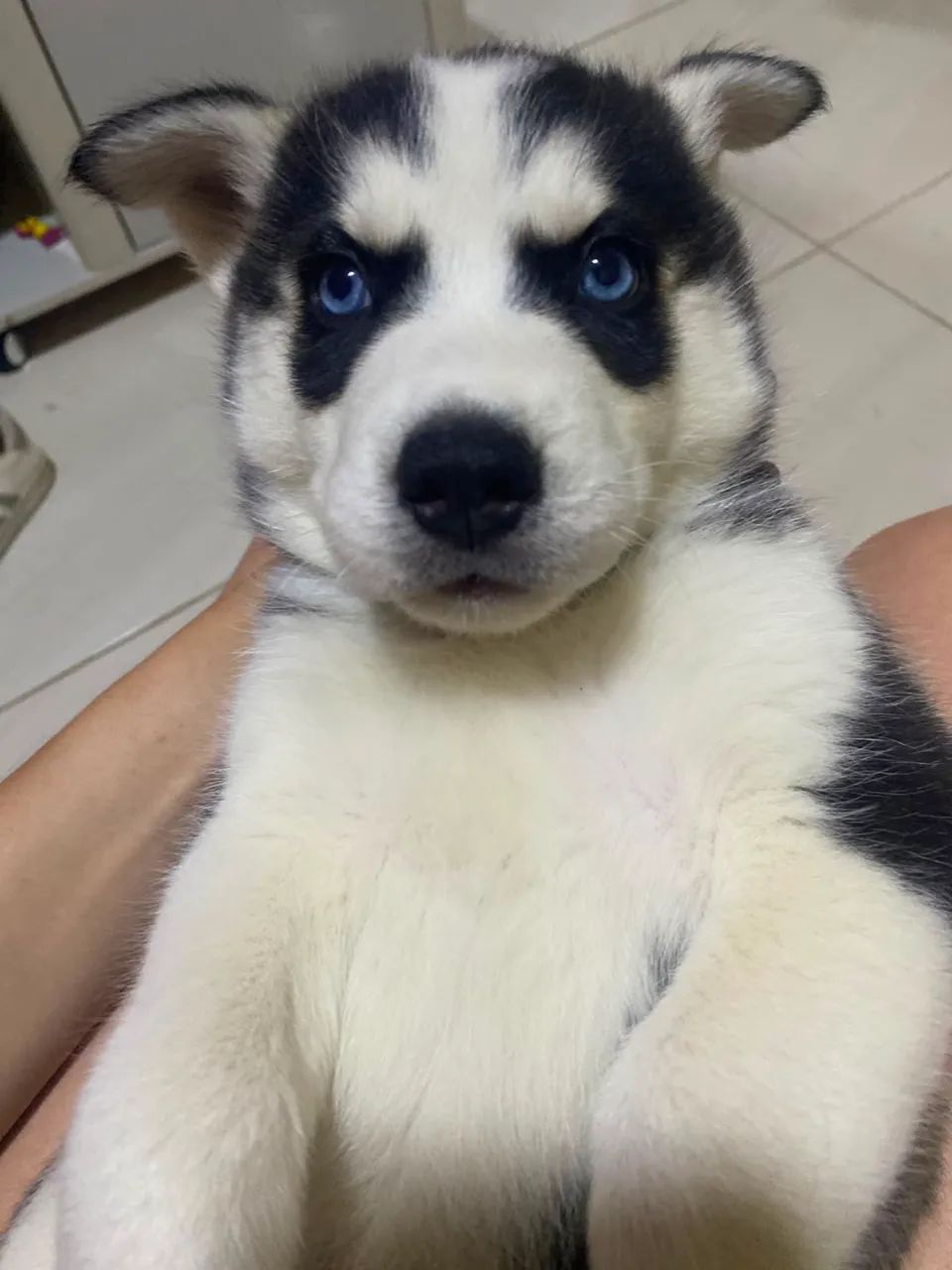 Husky Siberiano  - Foto 3