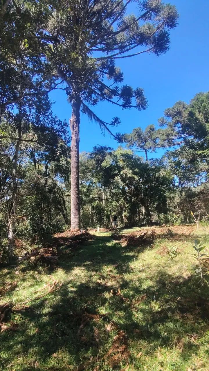 Vendo 1 alqueire pra formar Chácara/Sítio  - Foto 3