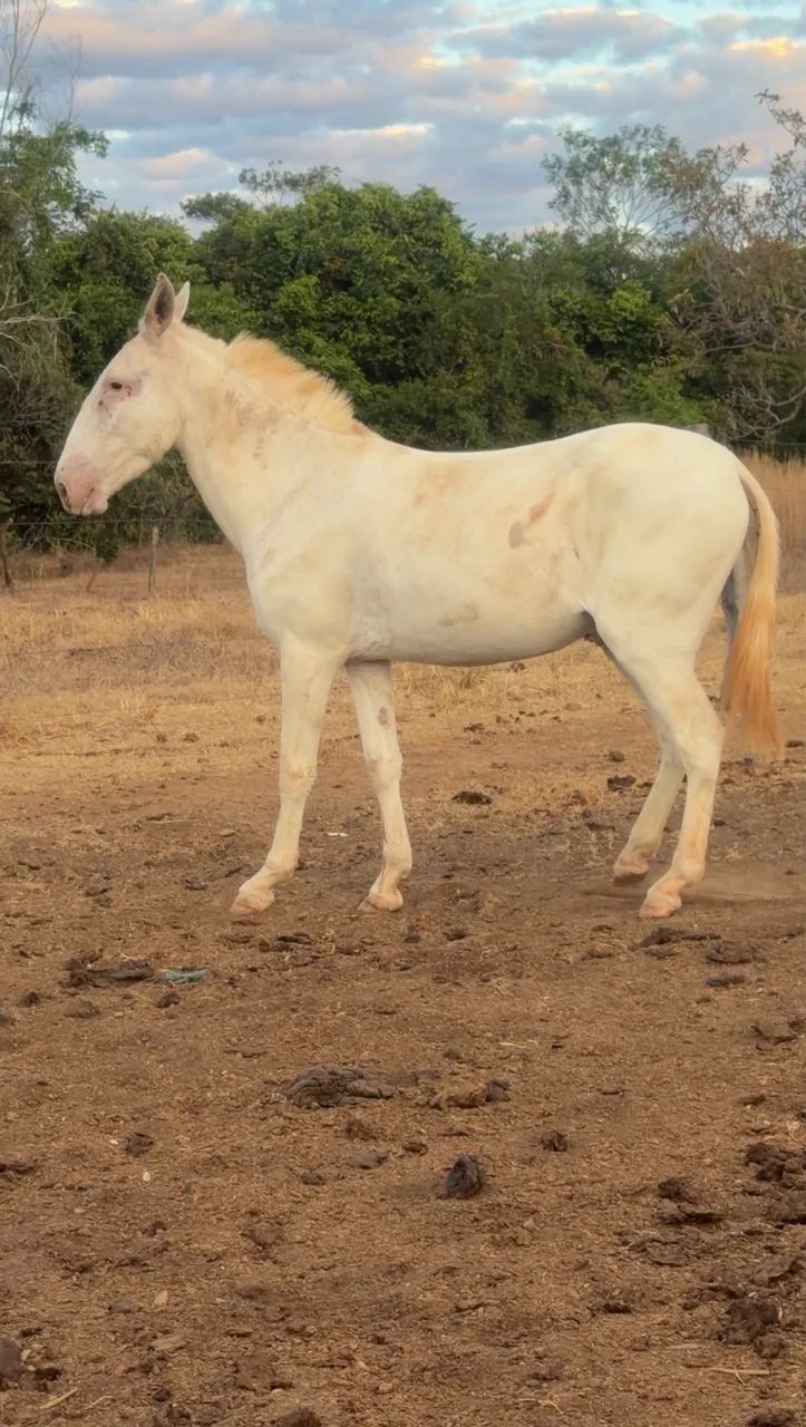 BURRO RE PATRÃO 3 ANOS 