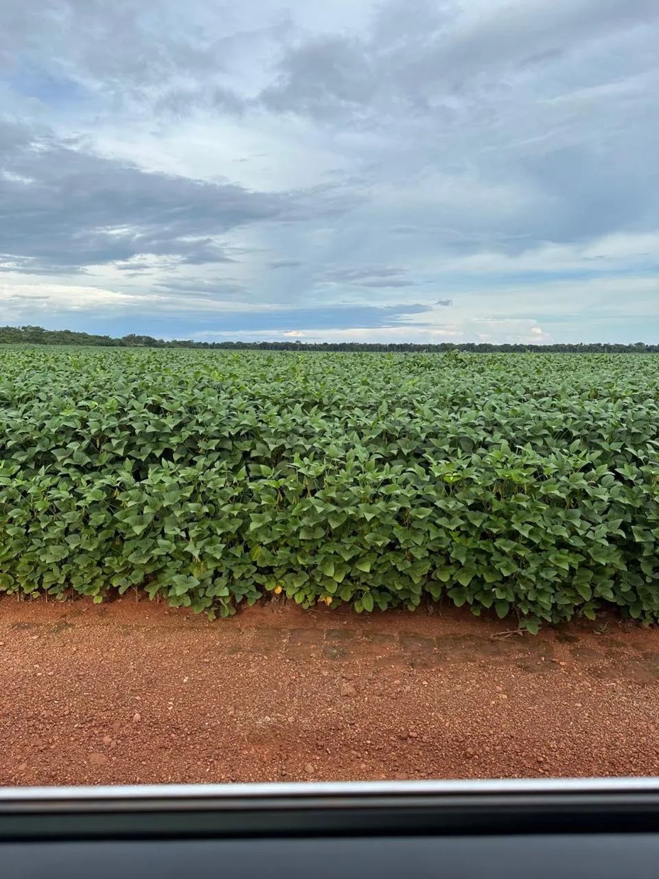 Fazenda  gaúcha Norte Mato Grosso  - Foto 4