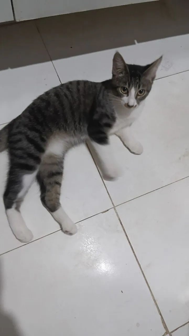 Gata pra adoção responsável