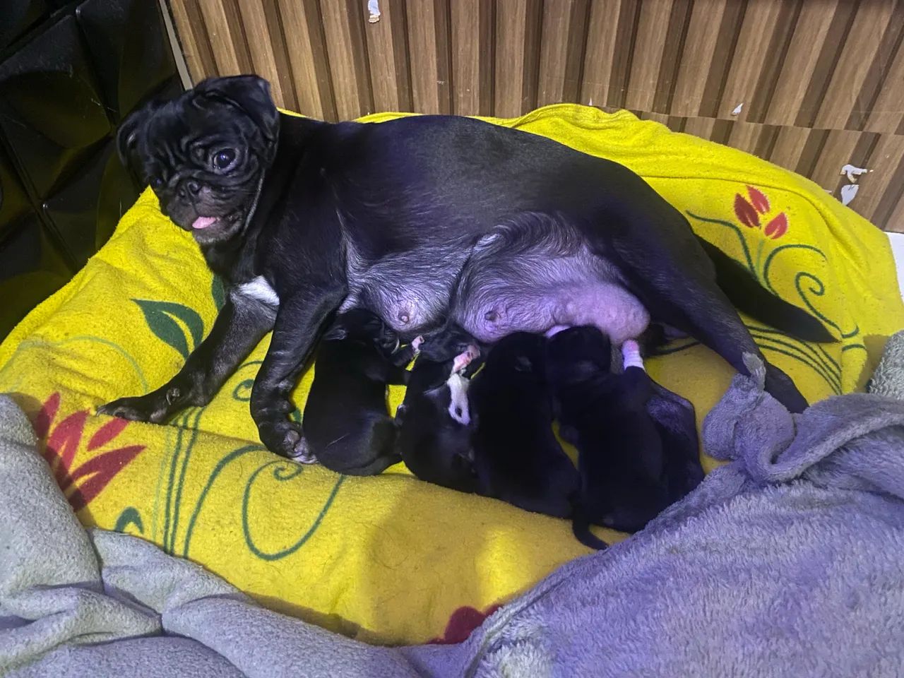 Filhotes PUG MINI - Foto 3