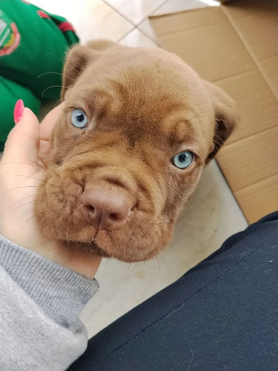 Cane corso