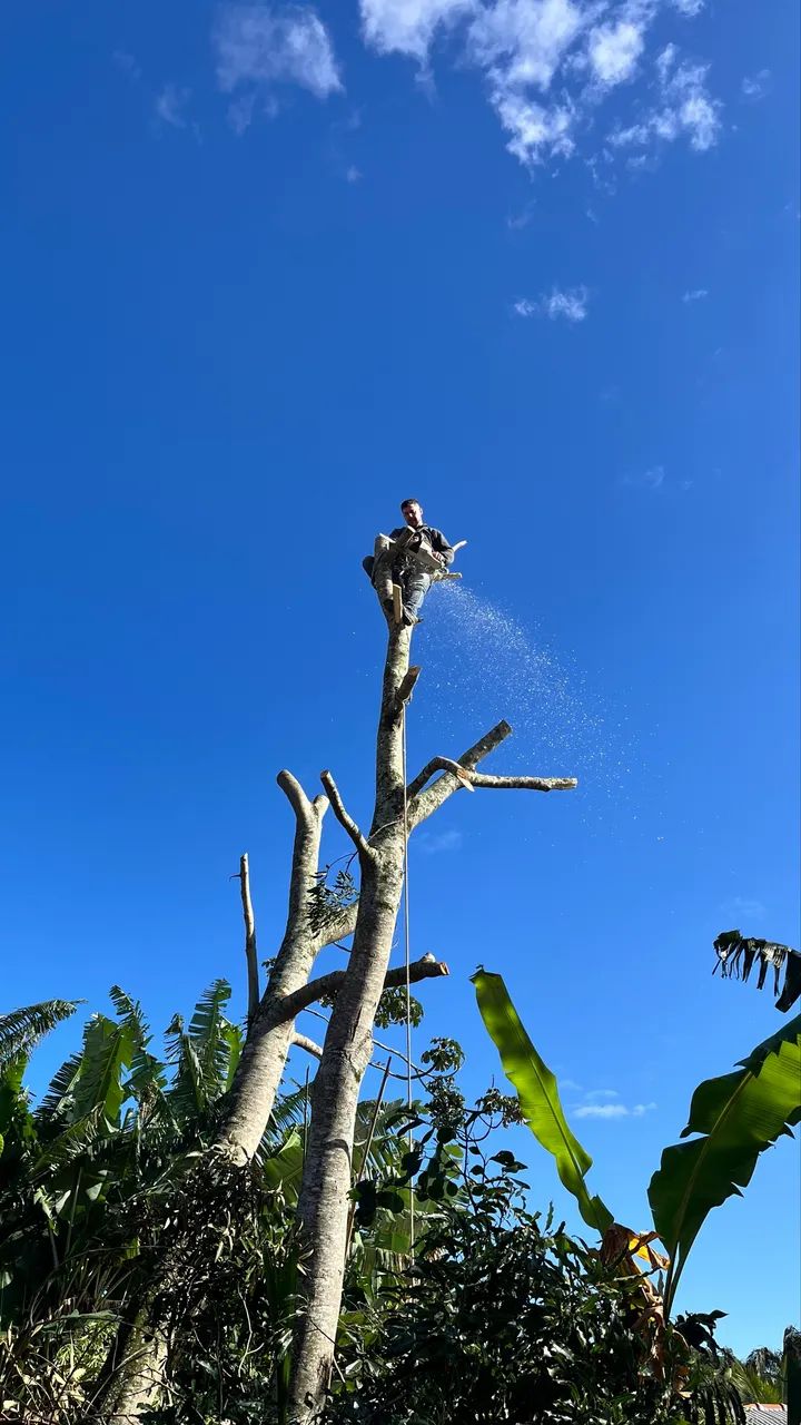 Poda e corte de árvores árvore perigosa podador retirada de árvores  - Foto 4
