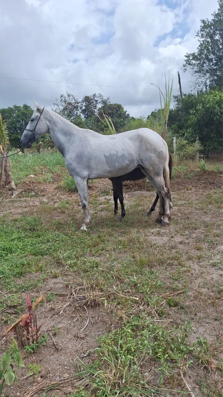 Vende - se Égua Manga Larga registrada com potro 4 meses no pé