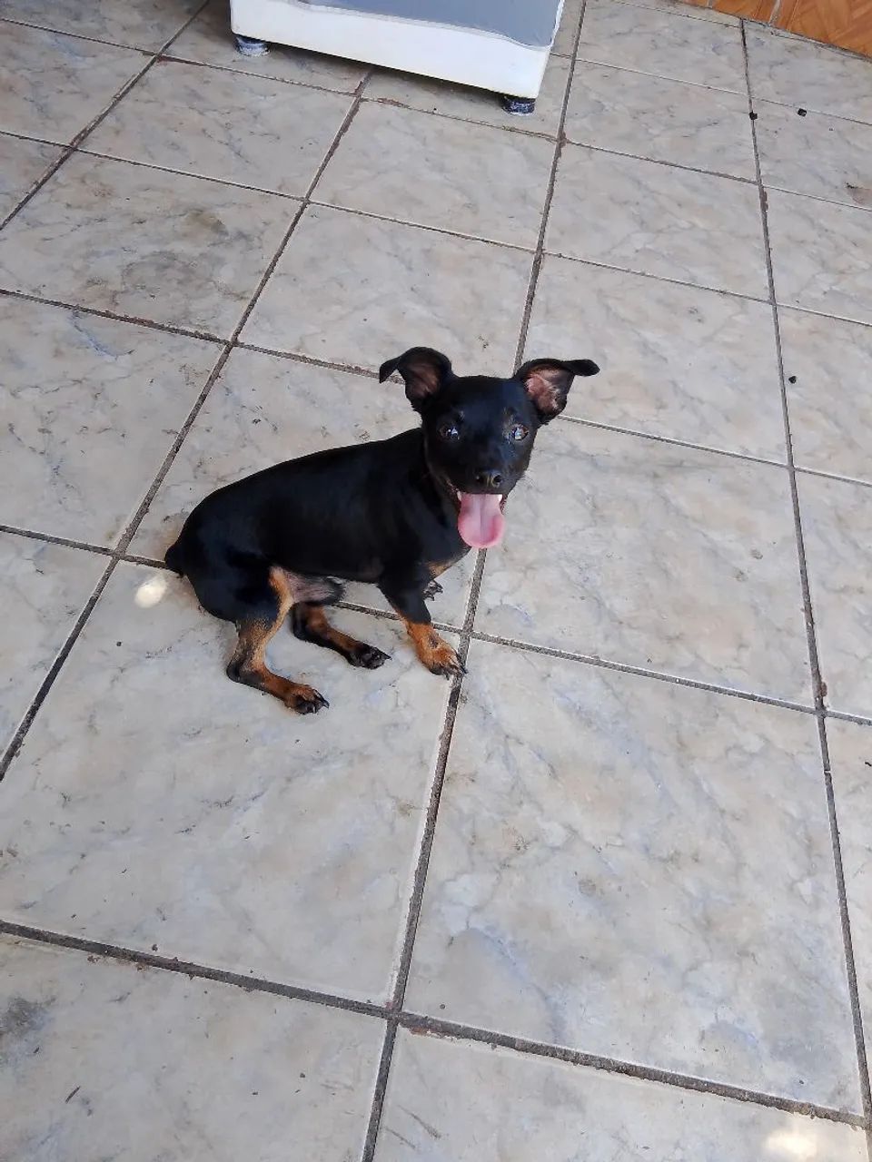 Pintcher (macho)   * ZAP  - Foto 4