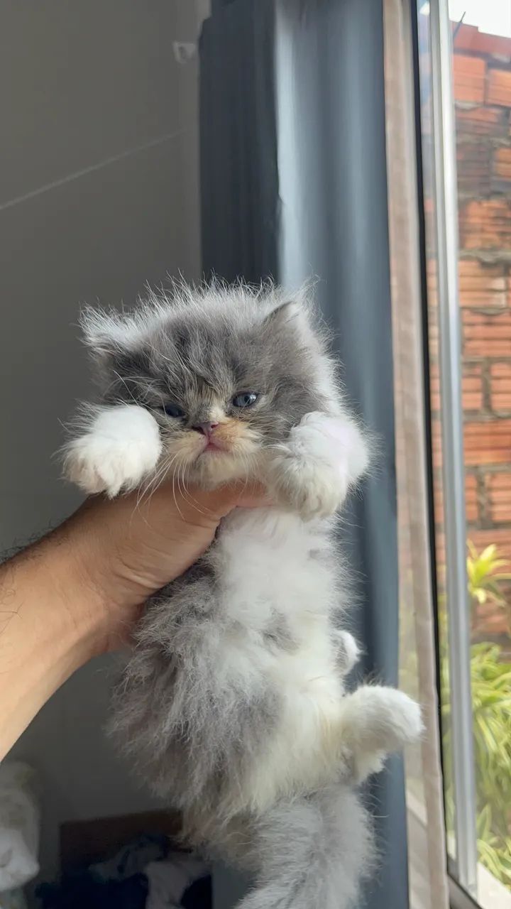 Filhotes de Persa - Foto 4