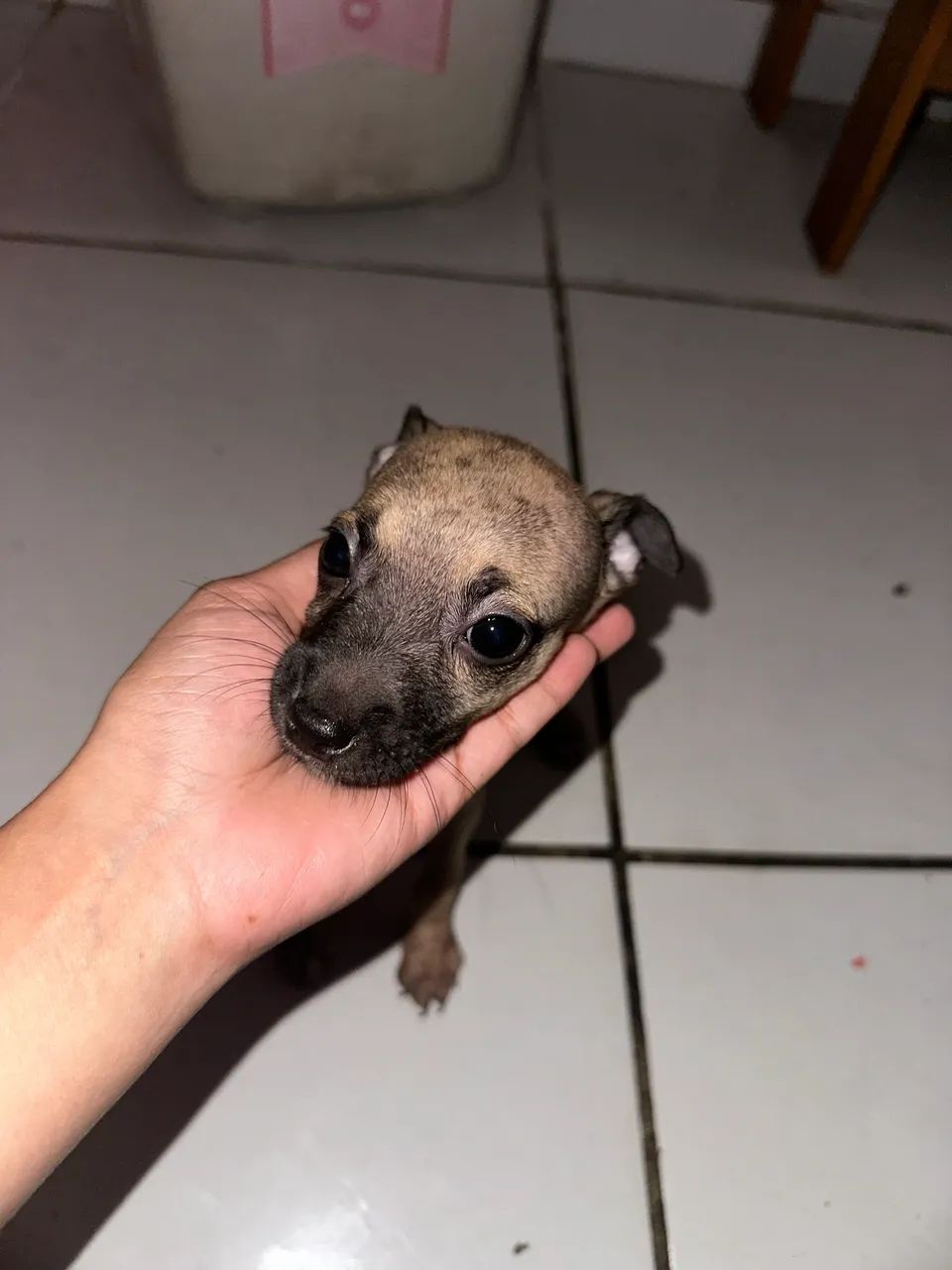Doação dessa cachorrinha  - Foto 2