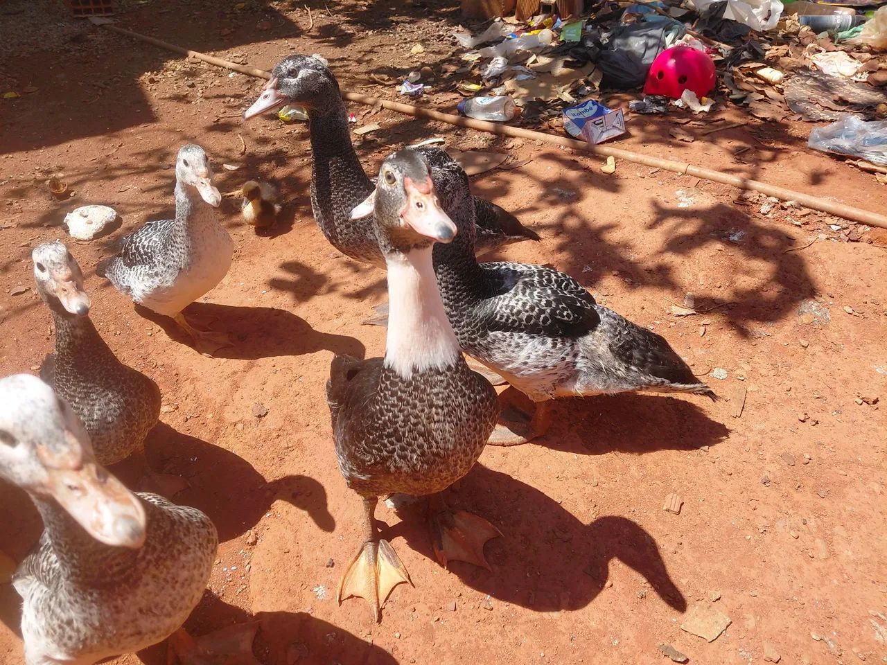 Patos  - Foto 2