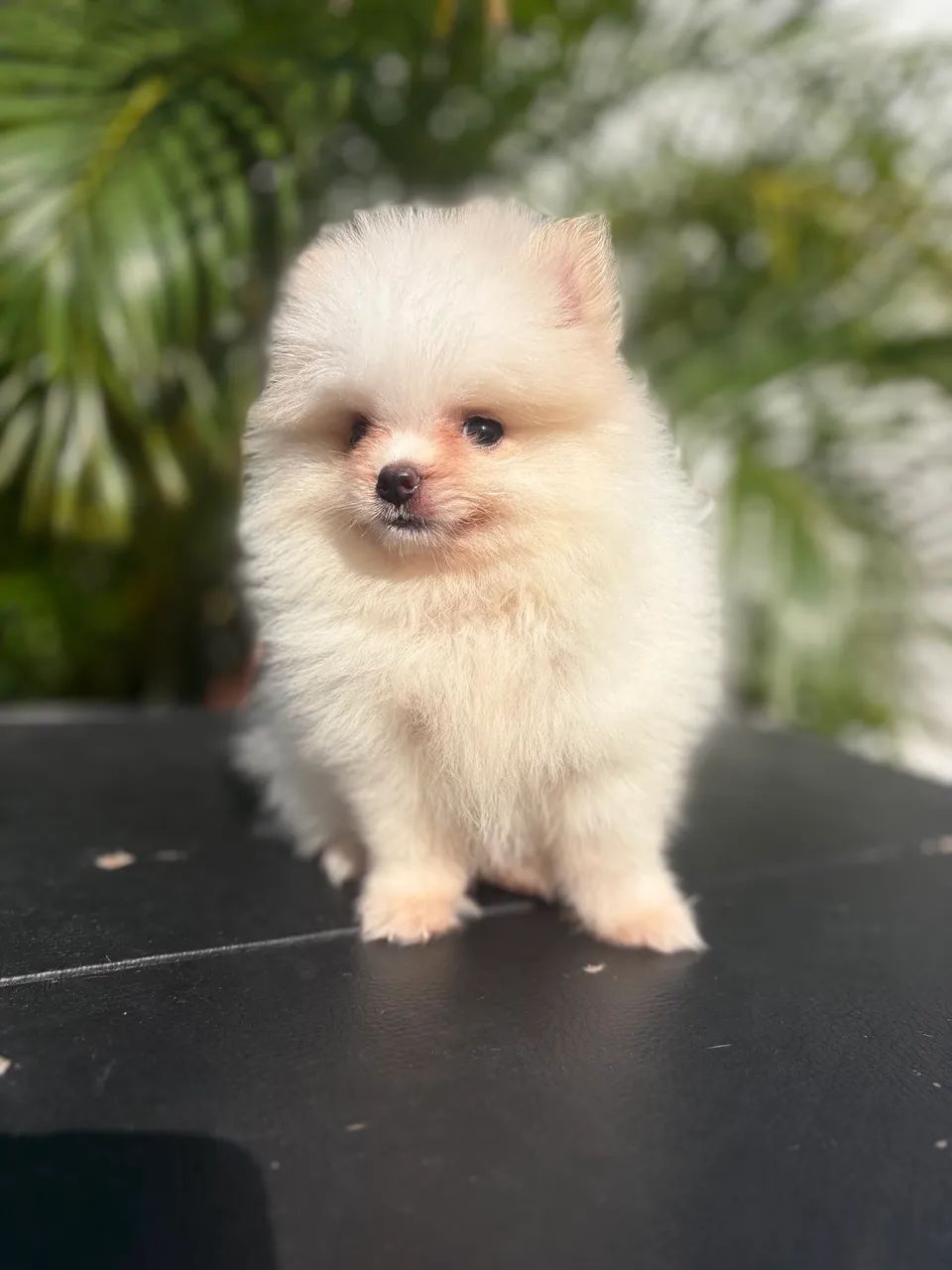 Spitz alemão MACHO - Foto 2