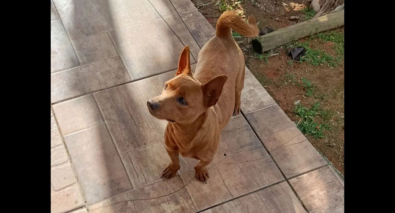 Adoção responsável  - Foto 2