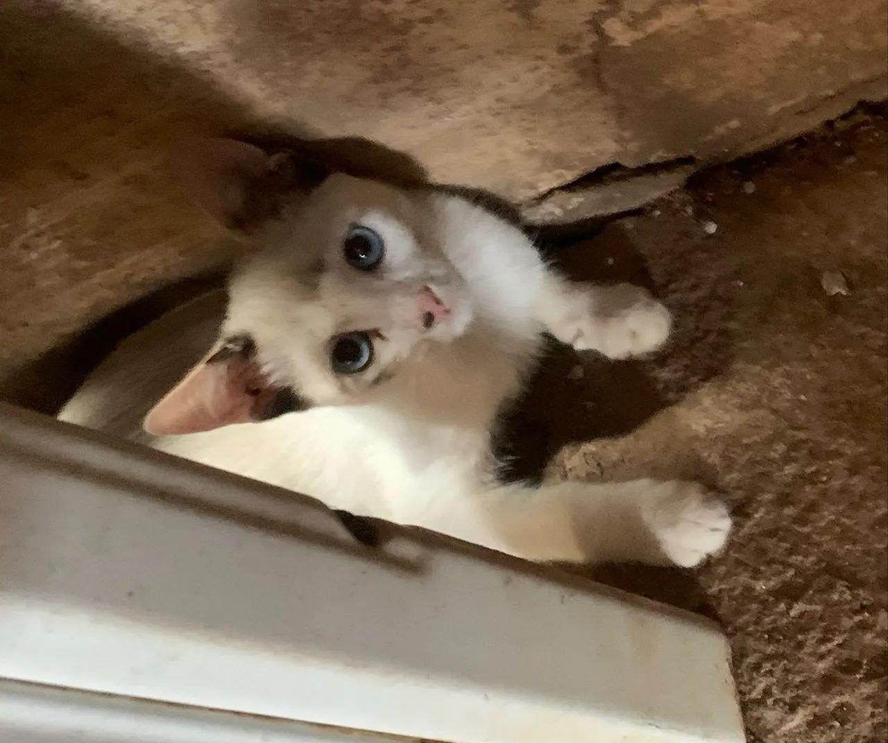 Doar gatinhos - Foto 3