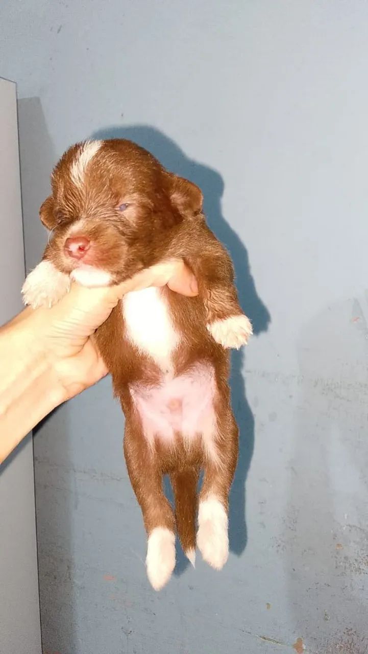 Cachorro - Foto 4