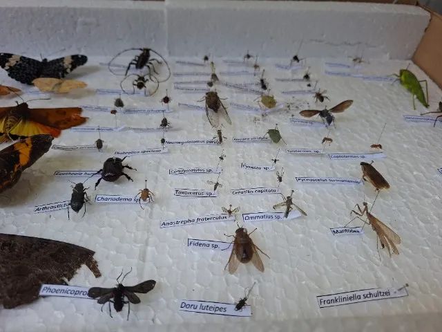Coleção entomológica insetário montado com insetos variados - Foto 4