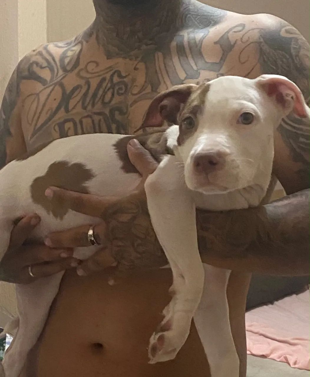 Pitbull 