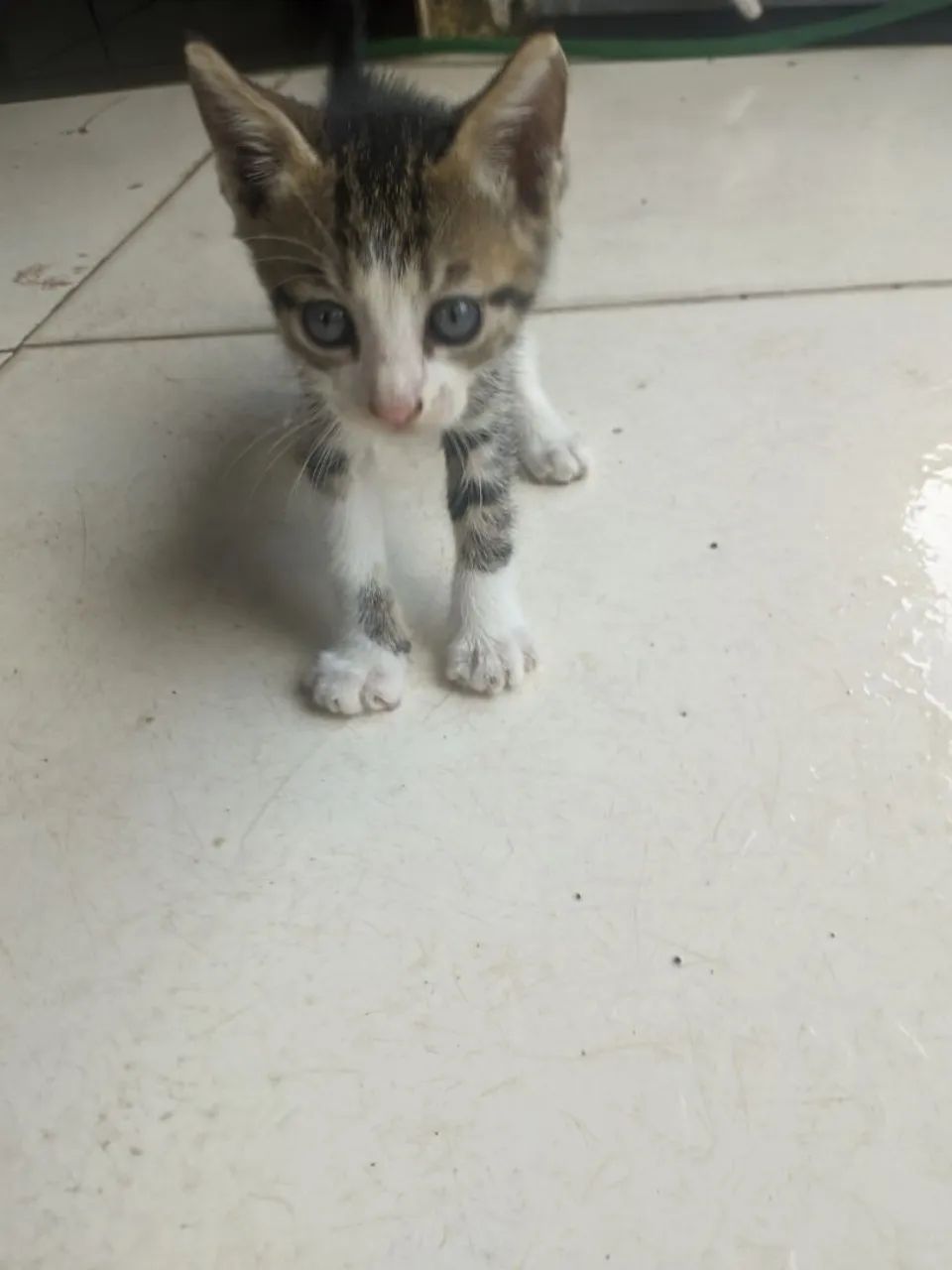 Adoção de gatos - Foto 3