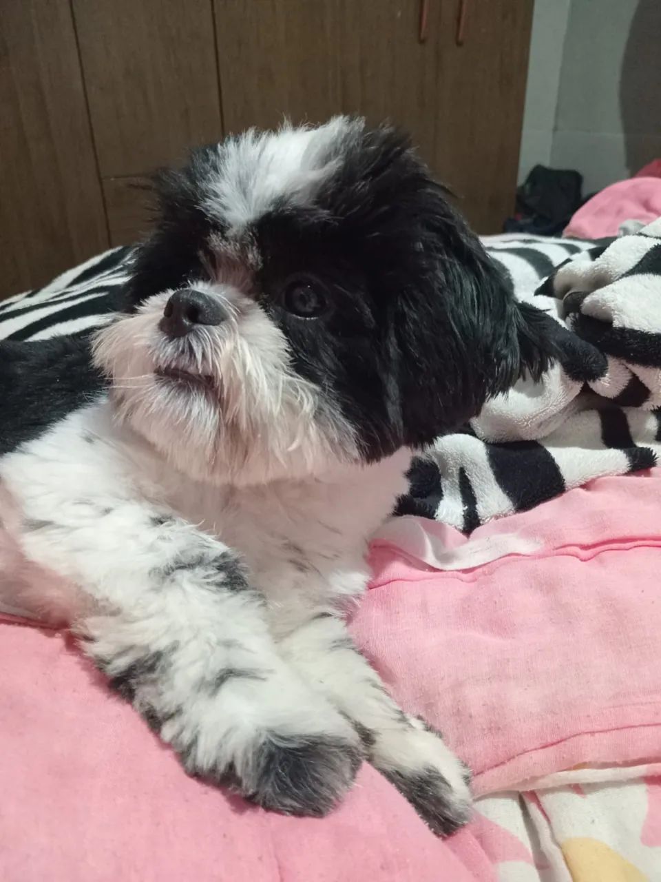 Cachorro shih tzu - Foto 2