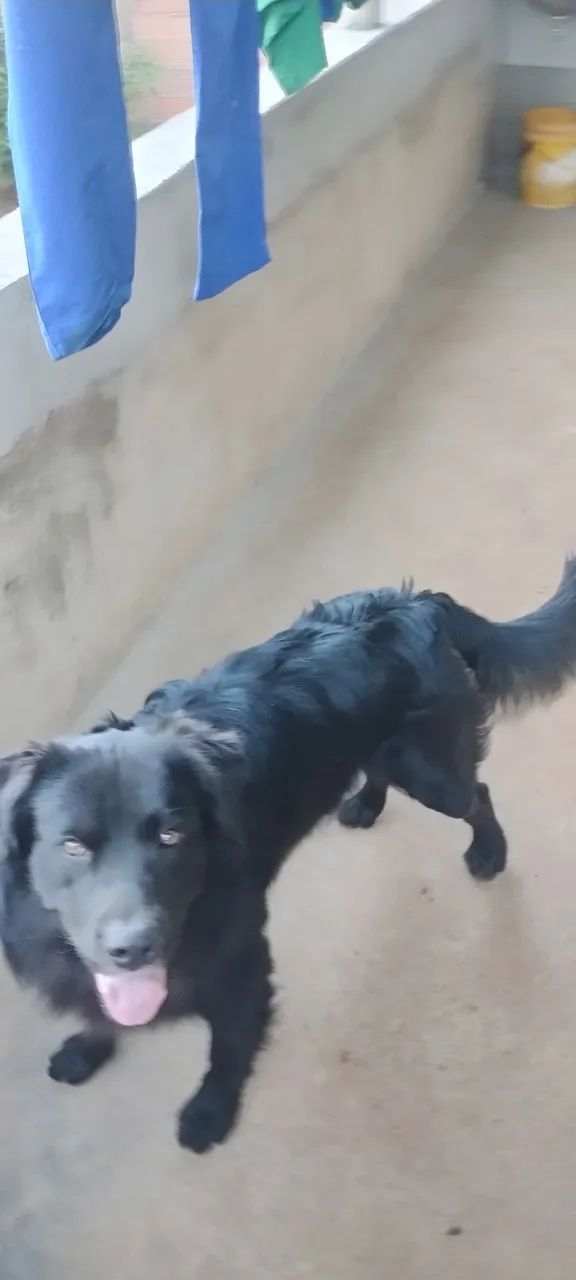 Cachorro doação  - Foto 3