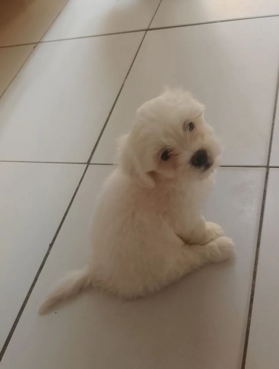 Cachorro shitzu macho branco - Foto 3