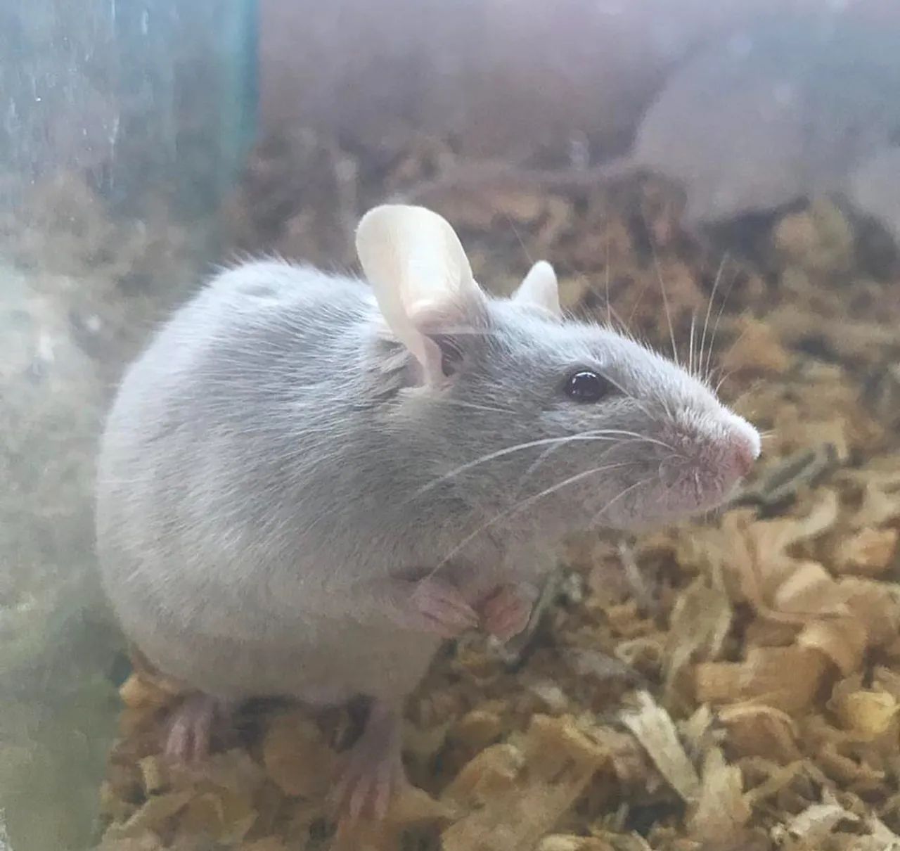 Camundongos - Foto 5