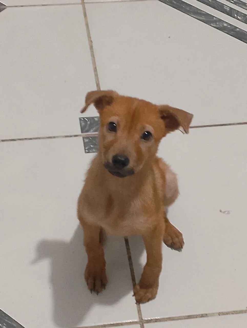 ? ADOÇÃO RESPONSÁVEL 