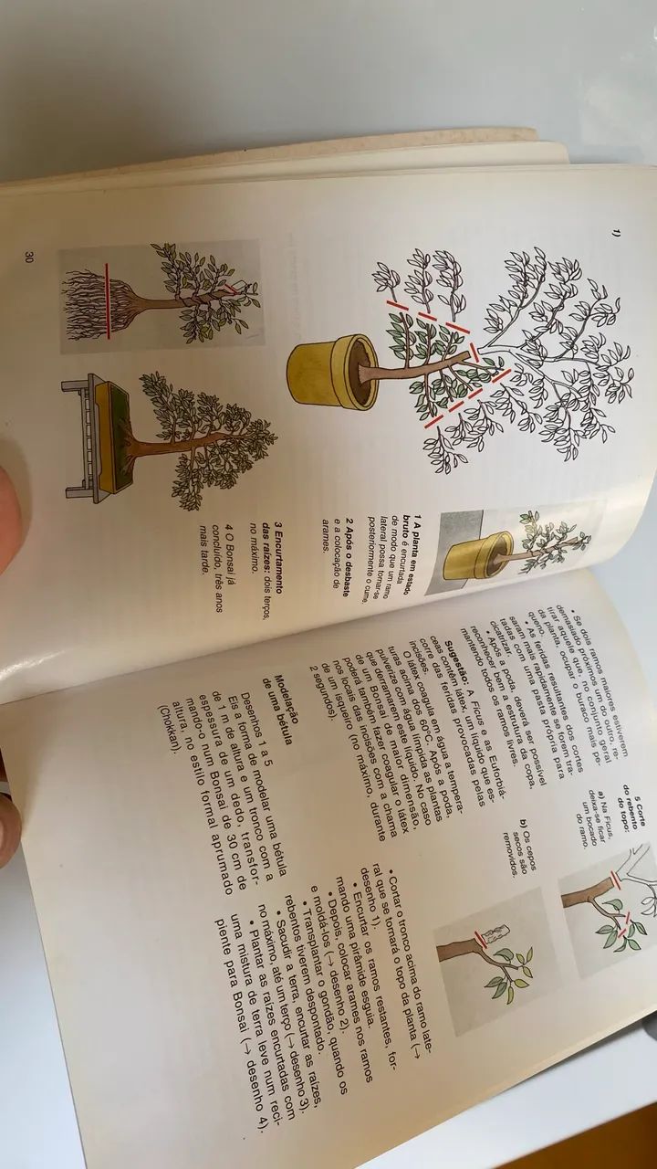 Bonsai de interior coleção  - Foto 4