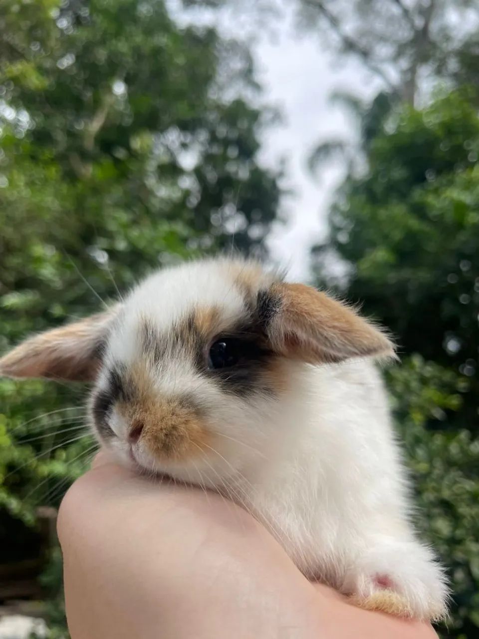 Mini fofuras para páscoa 
