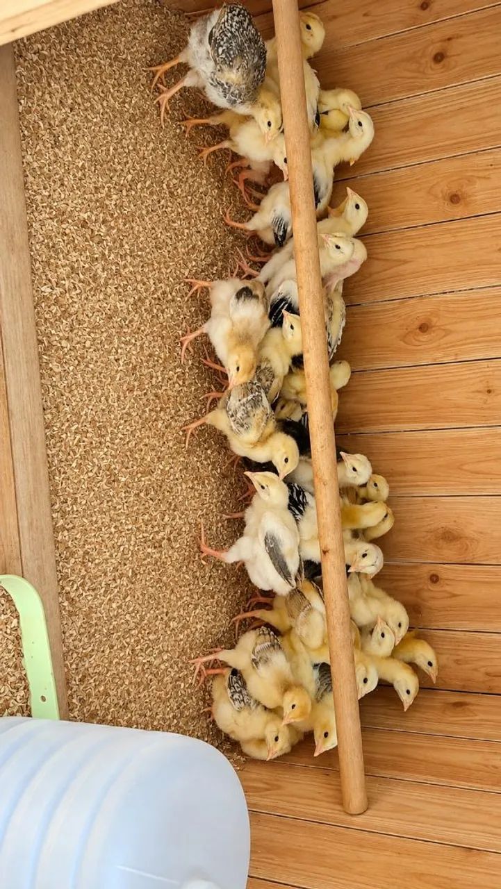 Pintinhos Caipira 