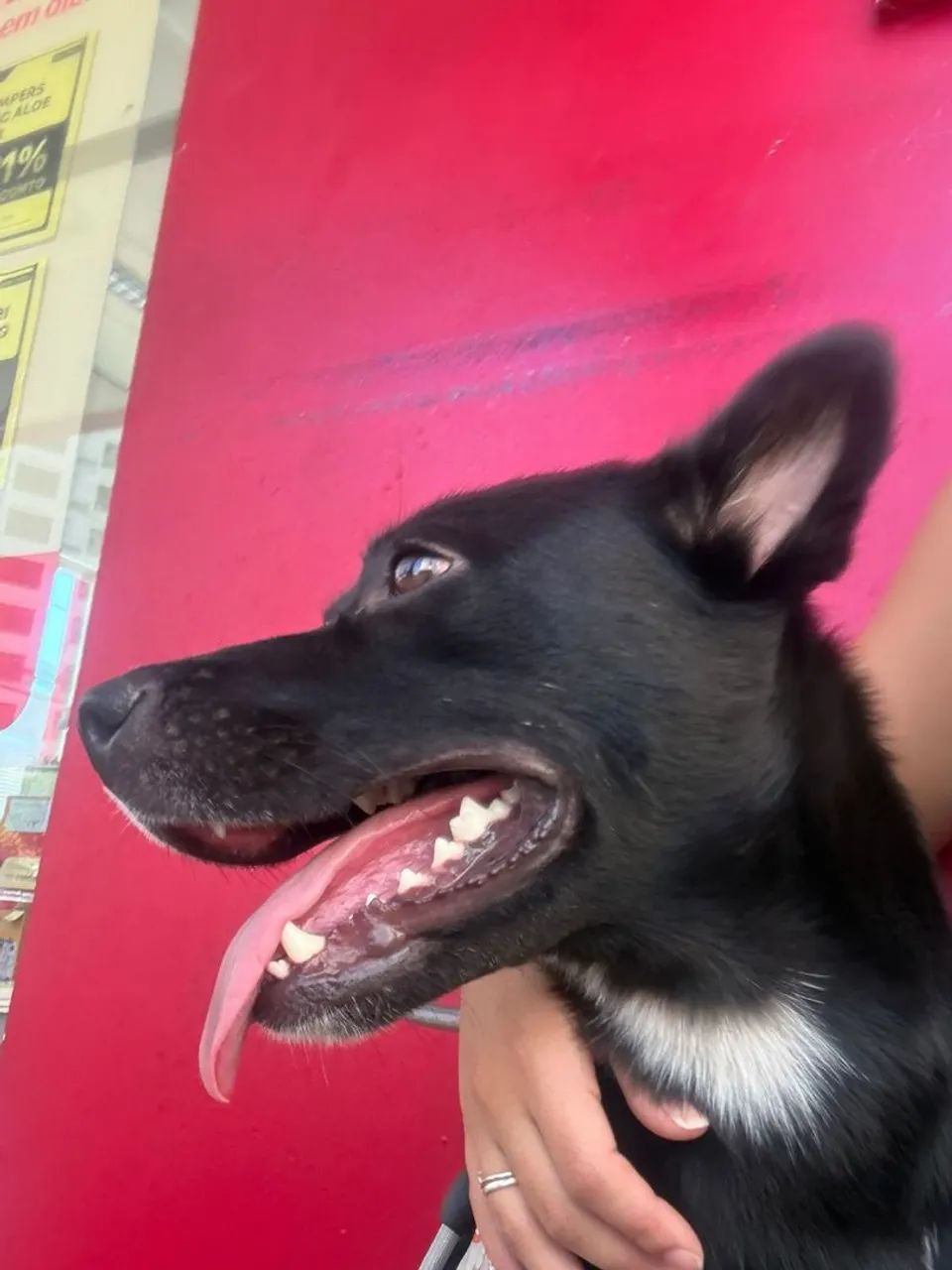 ADOÇÃO RESPONSÁVEL ! URGENTE ! - Foto 5